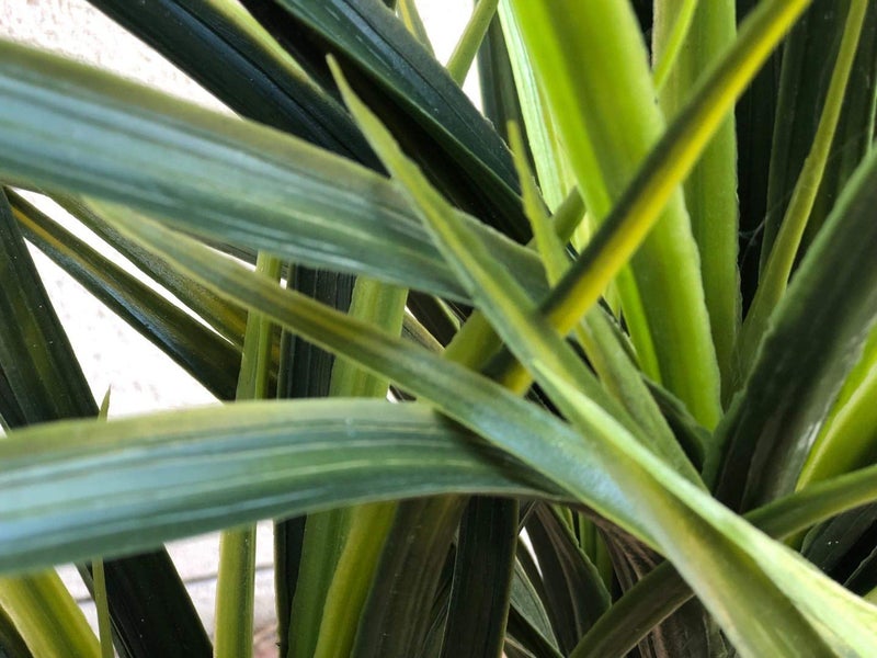 AMERIQUE Gorgeous 3.5 Feet Tropical Green Yucca Artificial Plant Tree with Nursery Pot, Real Touch Technology, 160 Leaves - Image 2